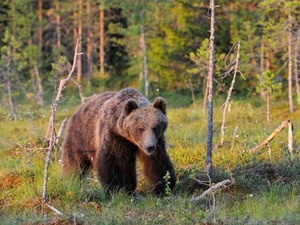 Сэрэмжлүүлэг: Хот, суурин газарт хүрэн баавгай орж ирж болзошгүй